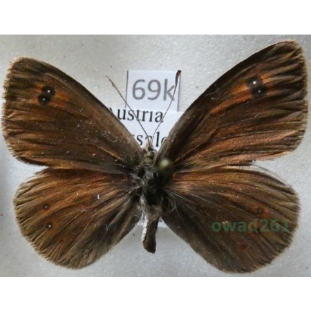 Erebia cassioides (Reiner & Hochenwarth, 1792) female Austria69k
